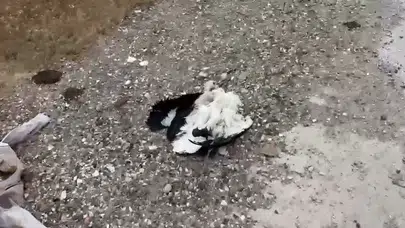 Kütahya'da tren yolu yakınında çok sayıda leylek ölü bulundu
