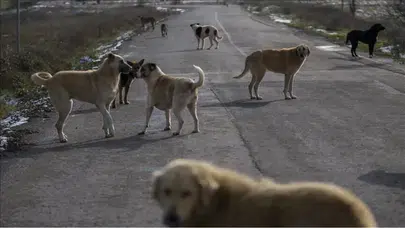 81 ilde sokak köpeği denetimi başlıyor ! Müfettişler eylül boyunca sahada