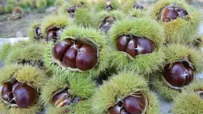 Kestane hasadı başladı mı ? Kestane ne kadar ? Kestanenin kilosu kaç tl ?
