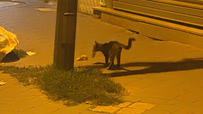 Kedi yakaladığı fareyle 20 dakika oynadı : O anlar kamerada