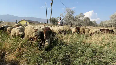 80 bin TL maaşa rağmen çoban bulunamıyor ! Hatay’da dikkat çeken meslek krizi