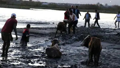 Gebze’de bataklığa saplanan 2 büyükbaş hayvan kurtarıldı