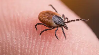 Lyme hastalığına karşı kene aşısı geliştirme çalışmaları ne durumda?