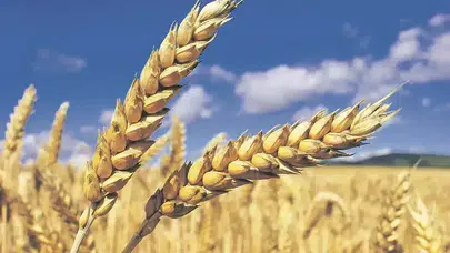 Hububat fiyatlarında son durum : Güncel rakamlar neler?