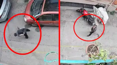 Bursa'da akılalmaz vahşet: Kucağındaki kediyi önce sıktı, sonra yere vurdu