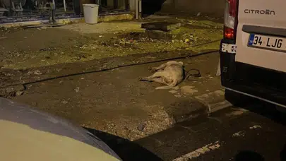 Kaldırımda yürürken köpeği elektrik akımına kapıldı