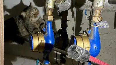 Alanya'da havalandırma boşluğuna düşen kedi kurtarıldı