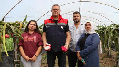 Fındığa rakip ejder meyvesi : Samsun'da üreticinin yüzü güldü