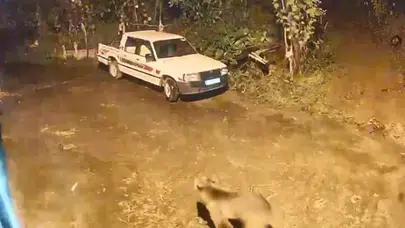 Artvin'de aç kalan ayı evin kapısına kadar geldi : O anlar kamerada