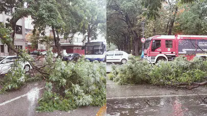 Ankara'da yağış : Ağaç devrildi, trafik aksadı