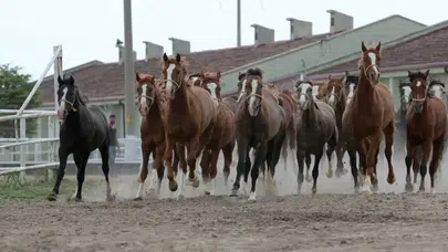 TİGEM 17 safkan Arap koşu tayını satışa çıkarıyor ! İhale tarihi belli oldu