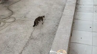 Manavgat'ta yağmur suyu giderine sıkışan yavru kedi itfaiye ekiplerince kurtarıldı