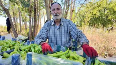 86 yaşında tarladan kopmadı : Günde 6 ton biber üretiyor