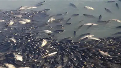 Kura Nehri'nde balık ölümleri şüphesi : Numuneler alındı, inceleme başladı