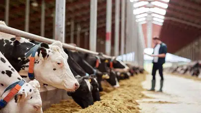 Yem fiyatlarına yüzde 20 Katma Değer Vergisi uygulanacak