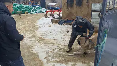 Yozgat'ta 2025 Yılında Mikroçip Uygulaması ile Sahipli Hayvanlar Nasıl Kayıt Altına Alındı?