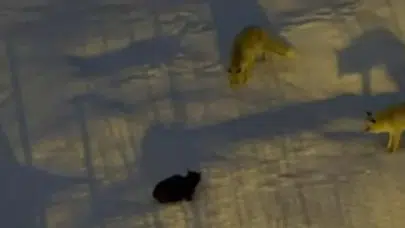 Hakkari’de Tilki ve Kedi Arasında Yiyecek Mücadelesi Yaşandı