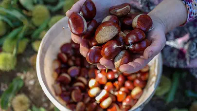 Kestane Seçerken Nelere Dikkat Etmelisiniz? Taze ve Sağlıklı Kestane Nasıl Anlaşılır?