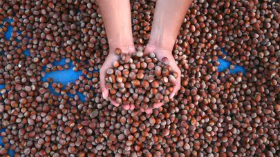 22 Ocak 2026 Güncel Fındık Fiyatları: Serbest Piyasada Fındık Fiyatları Ne Kadar Oldu?