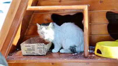 Sokak hayvanları için kedi evlerine düzenli mama desteği sağlanıyor mu?