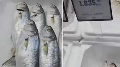 Balık fiyatları neden bu kadar yüksek? Samsun'daki lüfer fiyatı sosyal medyada gündem oldu