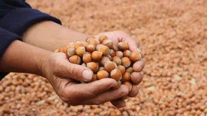 Serbest piyasada güncel fındık fiyatları ne durumda? 18 Ocak 2026