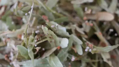 Ihlamur fiyatları neden bu kadar arttı? Kilosu ne kadar oldu?