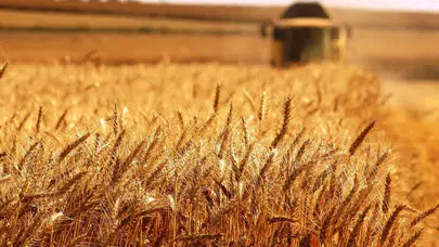 Tahıl ve Yağlı Tohum Fiyatlarında Doların Zayıflaması ve Trump'ın Etkisi Nedir?