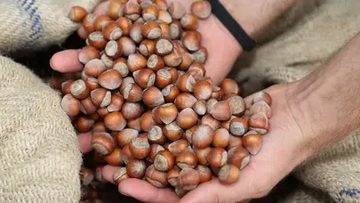 Fındık fiyatları bugün ne kadar oldu ve 2026 güncel fındık kilosu kaç TL?