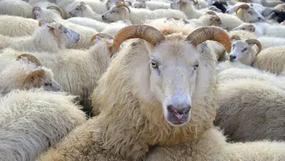 2026 Kurban Bayramı Ne Zaman Başlayacak ve Hangi Günlere Denk Gelecek?