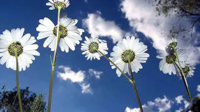 Cemre Ne Zaman Düşecek? İlk Cemre'nin Tarihleri Neler?