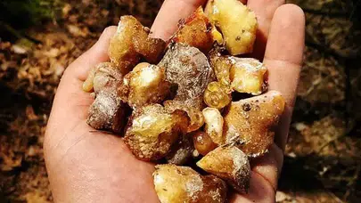 Artvin'de Çam Sakızının Kilogram Fiyatı Kaç Liraya Ulaştı?