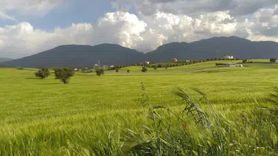 Tarlalarına dev vantilatörler kurdular ! İşte sebebi