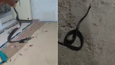Köy Sakininden Örnek Davranış: Yılanı ve Akrebi Doğaya Saldı