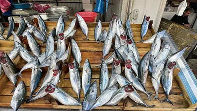 Palamut Bolluğu Yaşanıyor: Omega-3 İçin Hangi Balık Tercih Edilmeli?