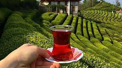 Türk Çayı İhracatında Rize'nin Rolü Nedir? 2026 İlk 9 Aylık Gelirleri Açıklandı