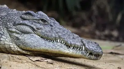 45 milyon yıl önce yaşamış timsah cinsi keşfedildi mi : Antik Mısır'daki yeni buluntular neleri ortaya çıkardı ?
