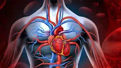 Damar Sağlığını Koruyan 5 Besin Nedir ve Nasıl Tüketilmelidir?