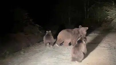 Sakarya'da mantar toplarken ayı ailesi ile karşılaşan vatandaşların yaşadığı o anlar