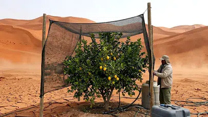 Atacama Çölü'nde Limon Yetiştirmek Mümkün Mü? Kurak Arazilerde Tarım Uygulamaları