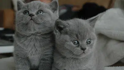 Bilim insanları açıkladı : Kedi yoğunluğu ile toplumların mutluluğu arasındaki bağlantı nedir ?