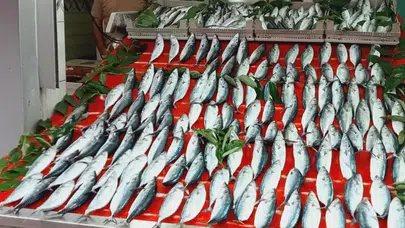 Palamut Fiyatları Bandırma'da 100 TL'ye düşerek alışverişi canlandırdı mı ?