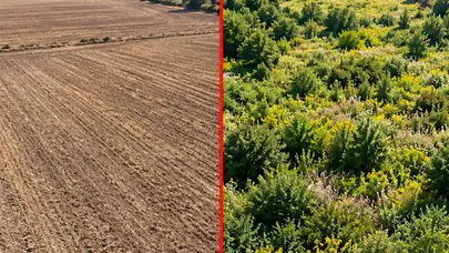 Ekilmeyen Tarla 11 Yıl Sonra Hangi Bitki Türlerini Yetiştirdi?