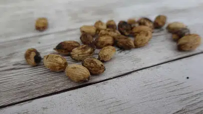 Zeytin Çekirdeğinden Çevre Dostu Bardak ve Tabak Üretimi Nasıl Gerçekleşiyor?