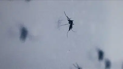 İklim Değişikliği Küresel Hastalık Haritasını Yeniden Şekillendiriyor