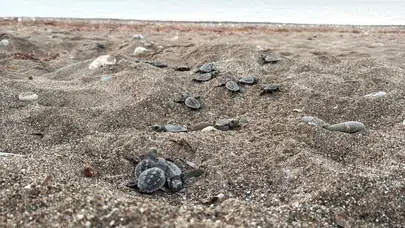 Akdeniz sahillerinde caretta caretta yavrularının denizle buluşma yolculuğu tamamlanıyor