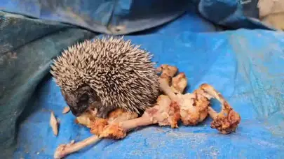 Yavru kirpiler ne yer ? Yavru kirpiye tavuk verilir mi ? Bolu'da yavru kirpiye ne verdiler ?