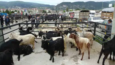 Düzce hayvan pazarı neden geçici olarak kapatıldı ?