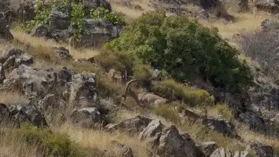 Elazığ'da Koruma Altındaki Dağ Keçileri Neden Sürü Halinde Görüntülendi ?