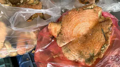 Menteşe’de ilk çıntarlar tezgahlarda! kilogram fiyatı 500 liradan satışa sunuldu